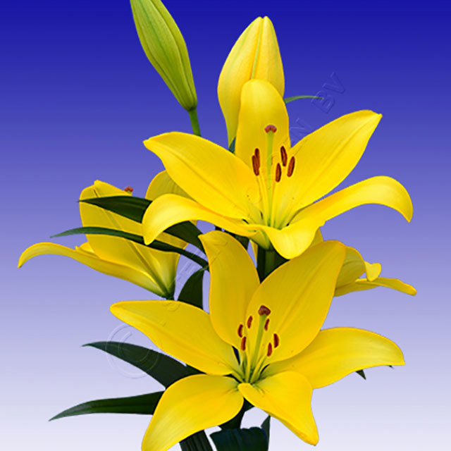 Lilium hybrid Scipione White Powder