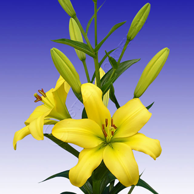 Lilium Lecco