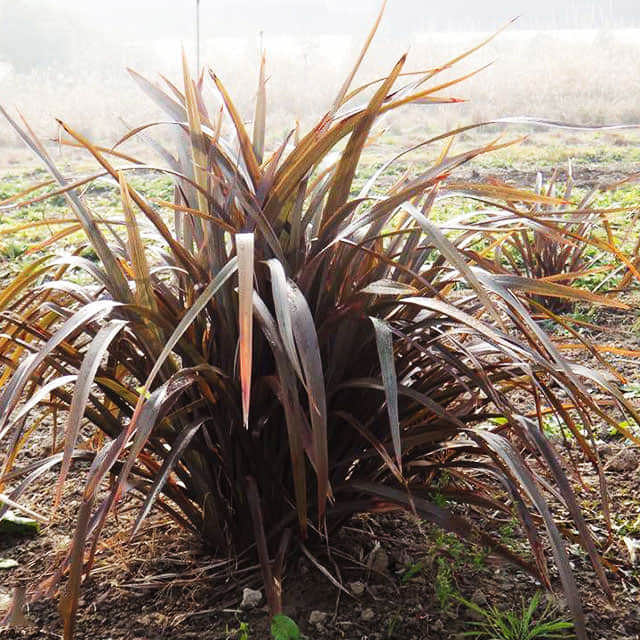 Phormium tenax