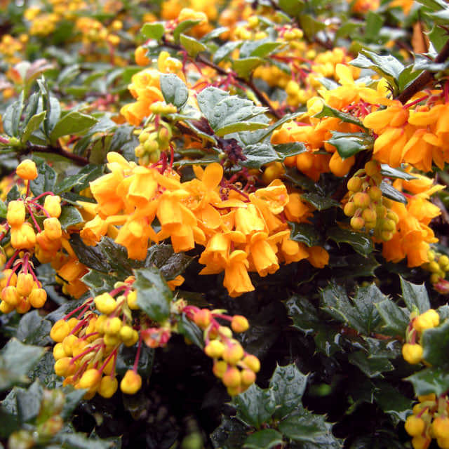 Berberis darwinii