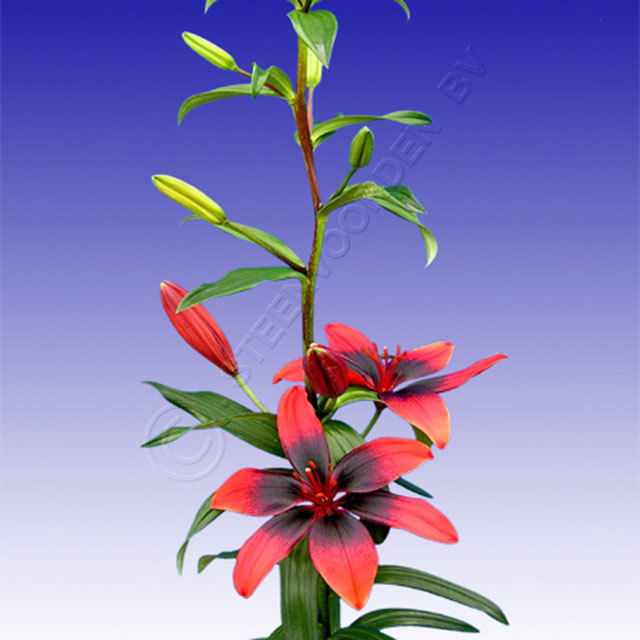 Lilium Tango Star