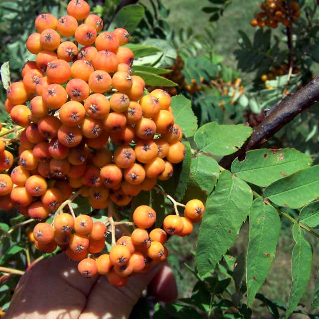 Sorbus americana