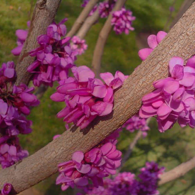 Cercis canadensis