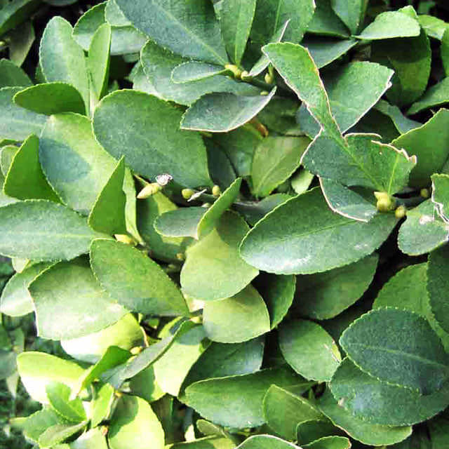 Euonymus kiautschovicus