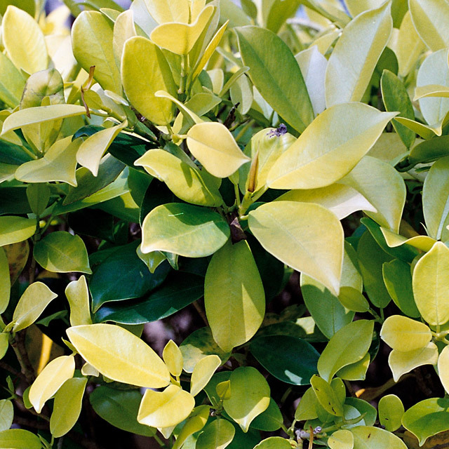Ficus microcarpa Golden Leaves