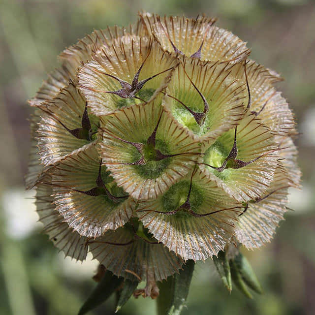 Scabiosa stellata Starflower