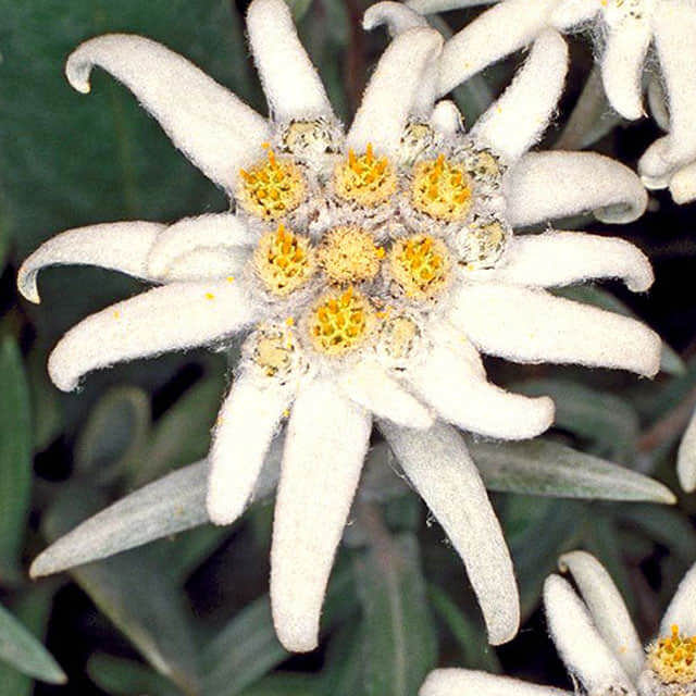 Leontopodium alpinum