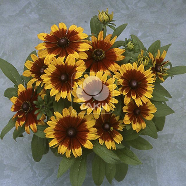 Rudbeckia hirta Becky Cinnamon Bicolor Leggy Stems