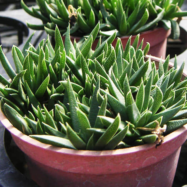 Bergeranthus multiceps
