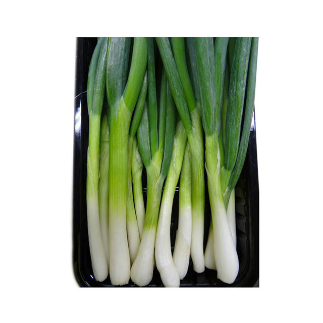 Allium fistulosum