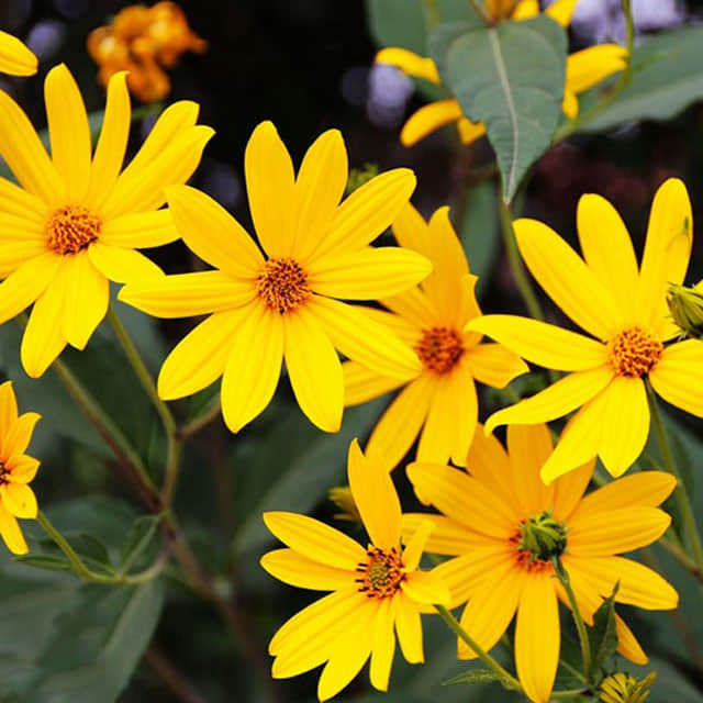 Helianthus tuberosus