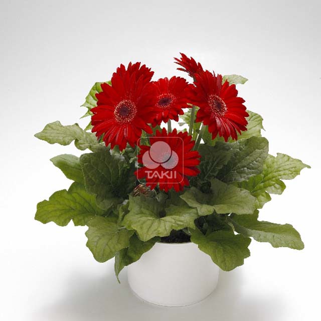 Gerbera jamesonii Royal Red 417 Brown Leaf Tips