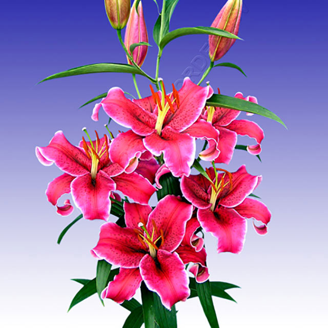 Lilium oriental Corvara Fine Webbing