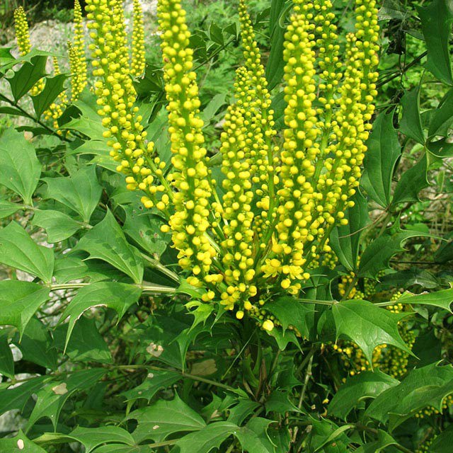 Mahonia fortunei
