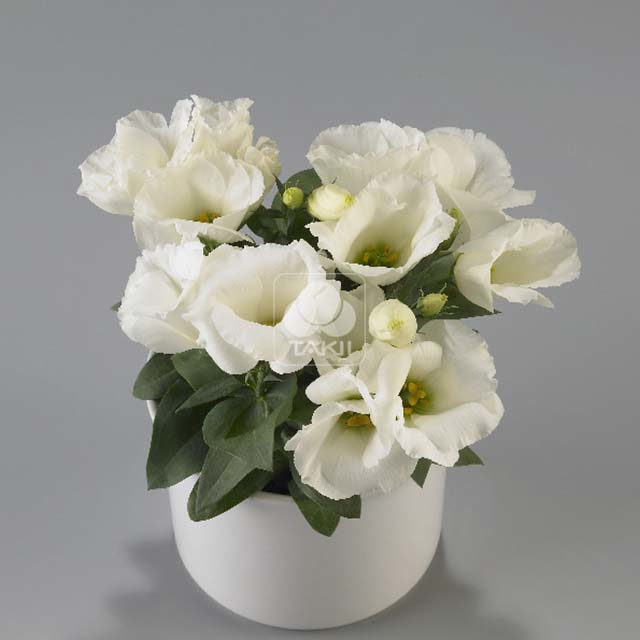 Eustoma Carmen F1 Ivory