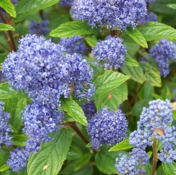 Ceanothus gloriosus