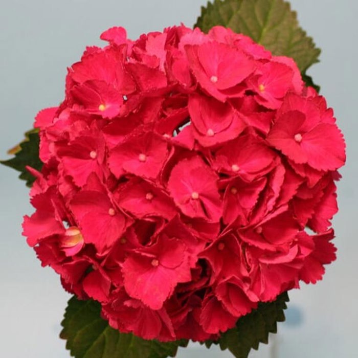 Hydrangea macrophylla Magical Allegretto