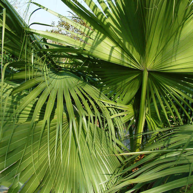 Livistona australis