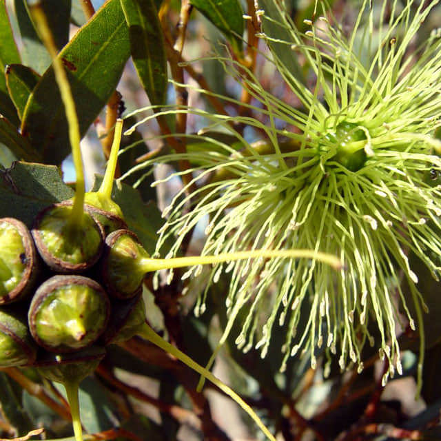 Eucalyptus lehmannii