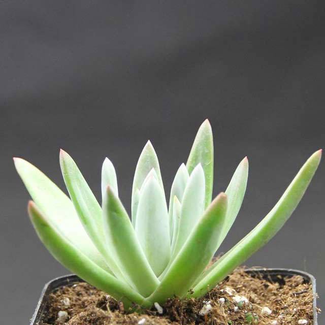 Dudleya farinosa