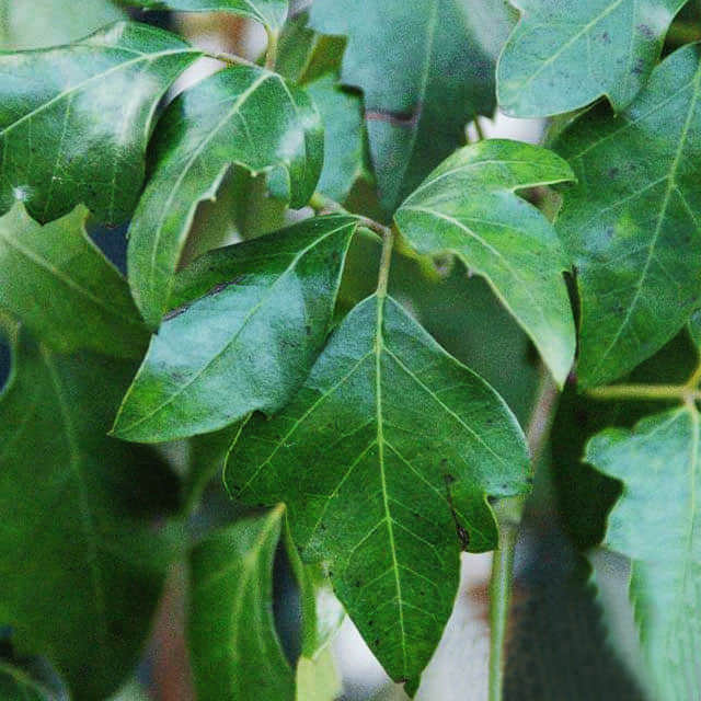 Cissus rhombifolia