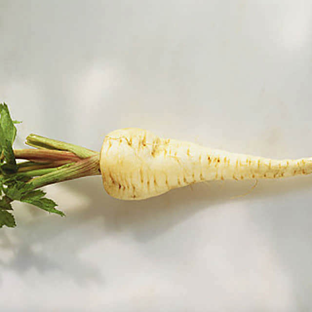 Pastinaca sativa