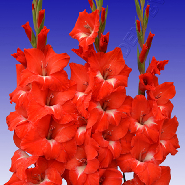 Gladiolus Tradehorn