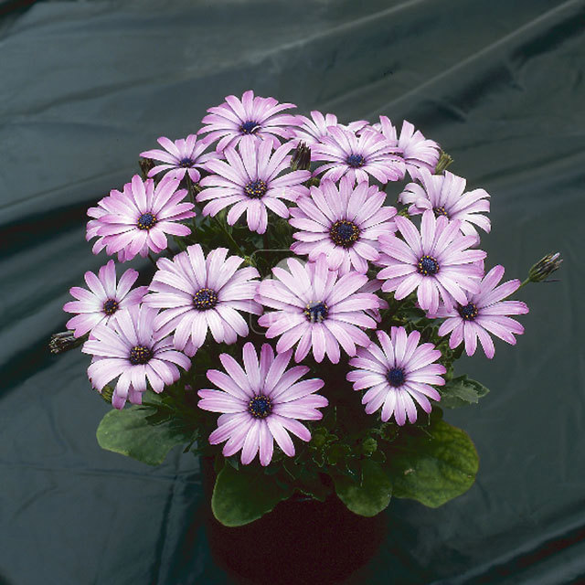 Osteospermum Pink Shades