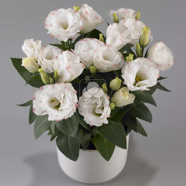 Eustoma russellianum Rosie F1 Rose Picotee