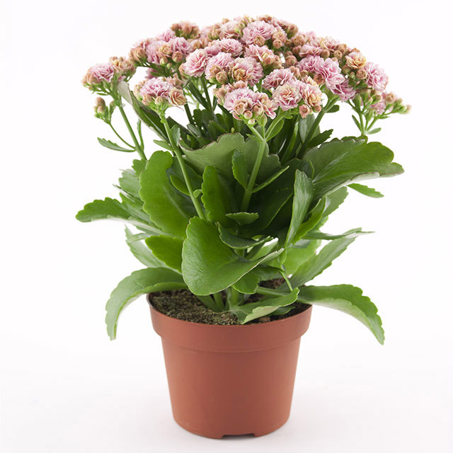 Kalanchoe Rosalina Don Alano White Cottony Spots