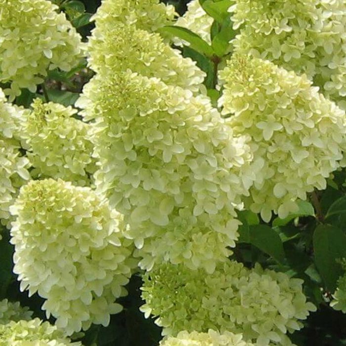 Hydrangea paniculata Magical Candle Drooping Leaves