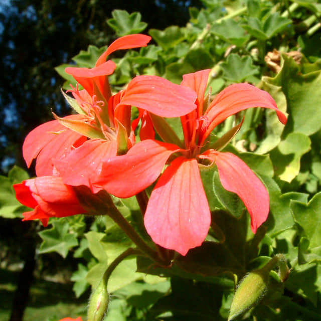 Pelargonium graveolens