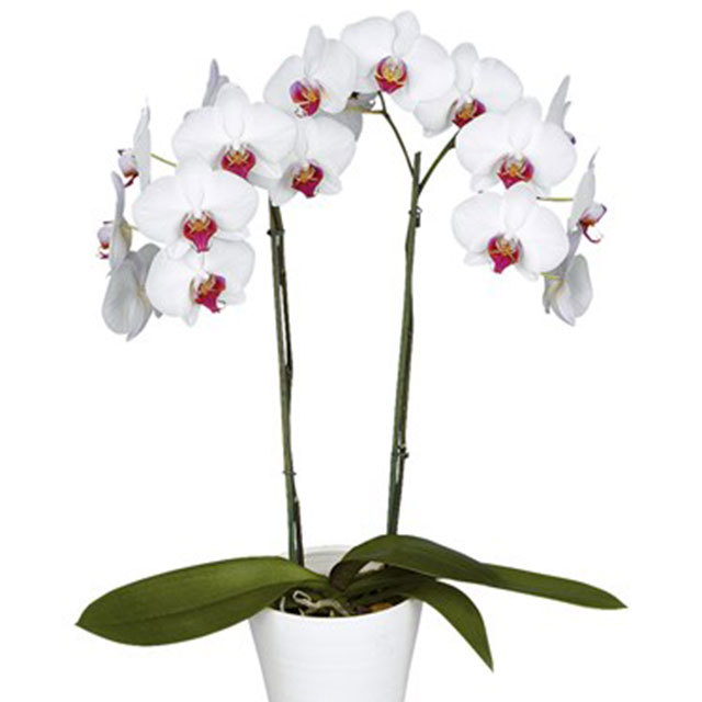 Phalaenopsis Dublin