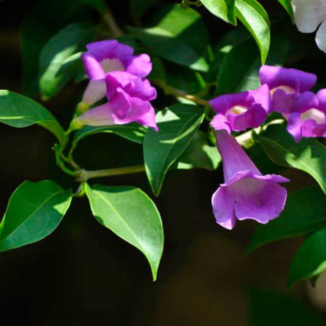 Rhodochiton atrosanguineum