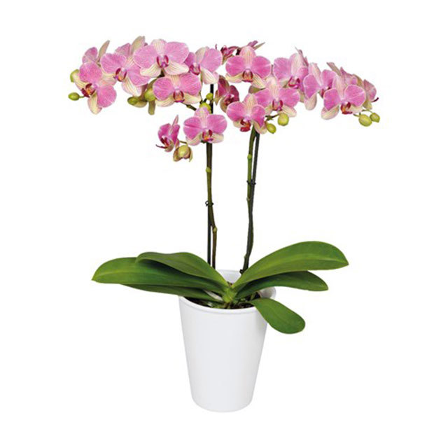Phalaenopsis Palermo