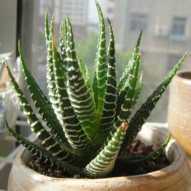 Haworthia fasciata White Cottony Spots