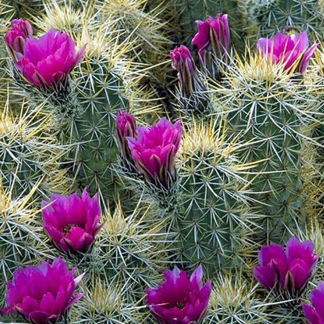 Echinocereus engelmannii