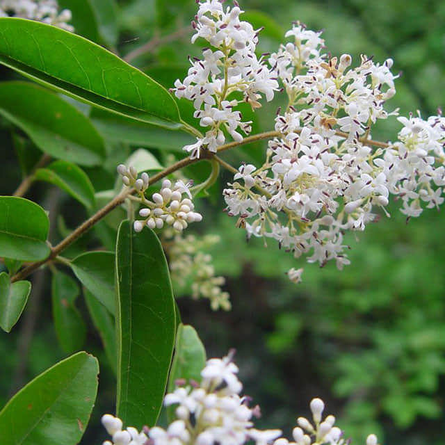 Ligustrum sinense