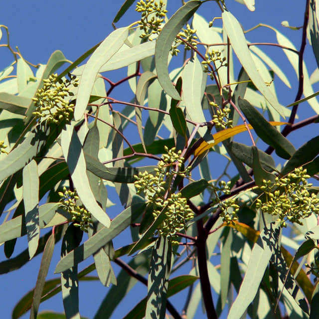Eucalyptus microtheca