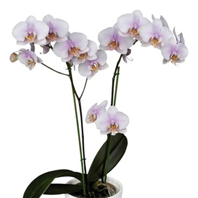 Phalaenopsis Copenhagen