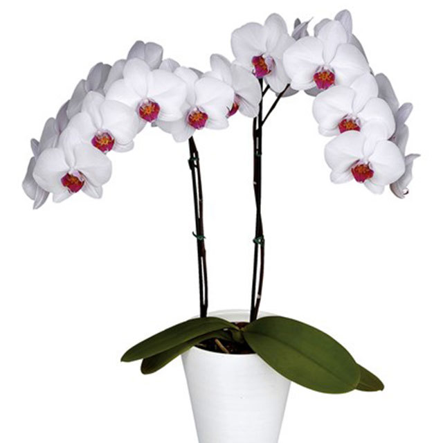Phalaenopsis Halifax
