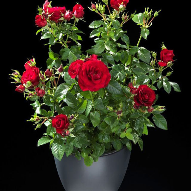 Rosa Terrazza Meteor White Powder