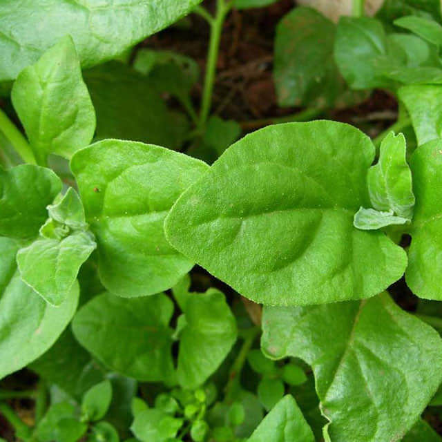 Tetragonia tetragonioides
