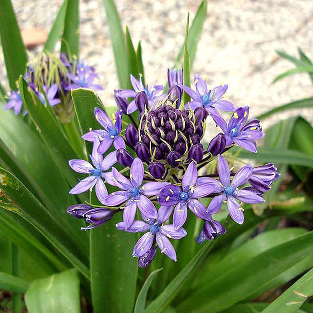 Scilla peruviana
