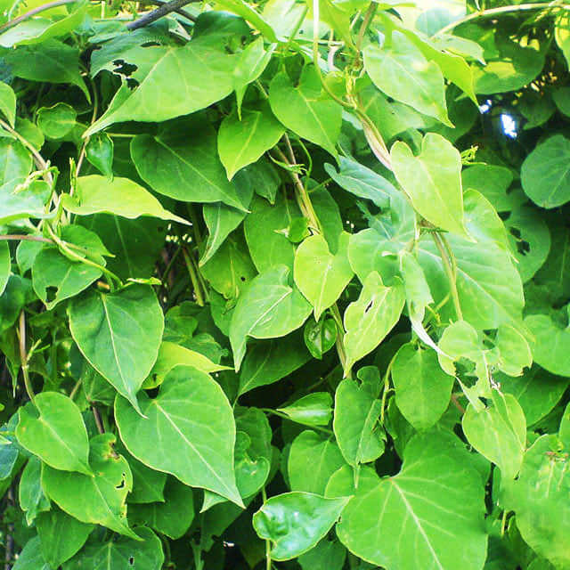 Fallopia multiflora
