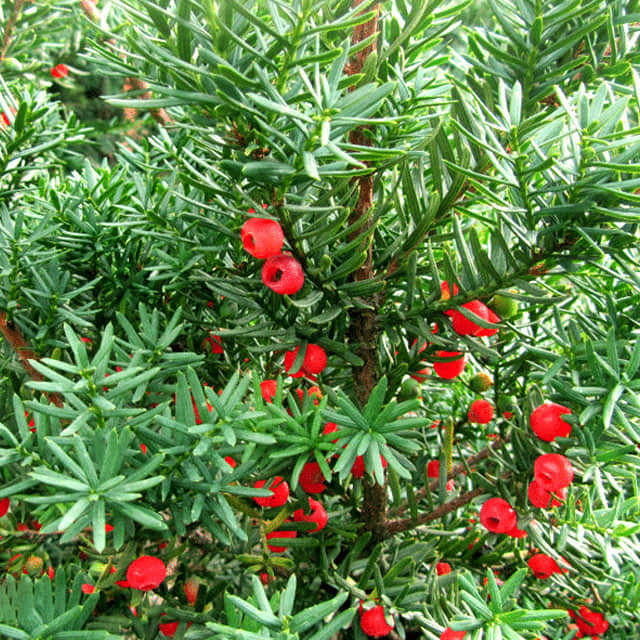 Taxus cuspidata