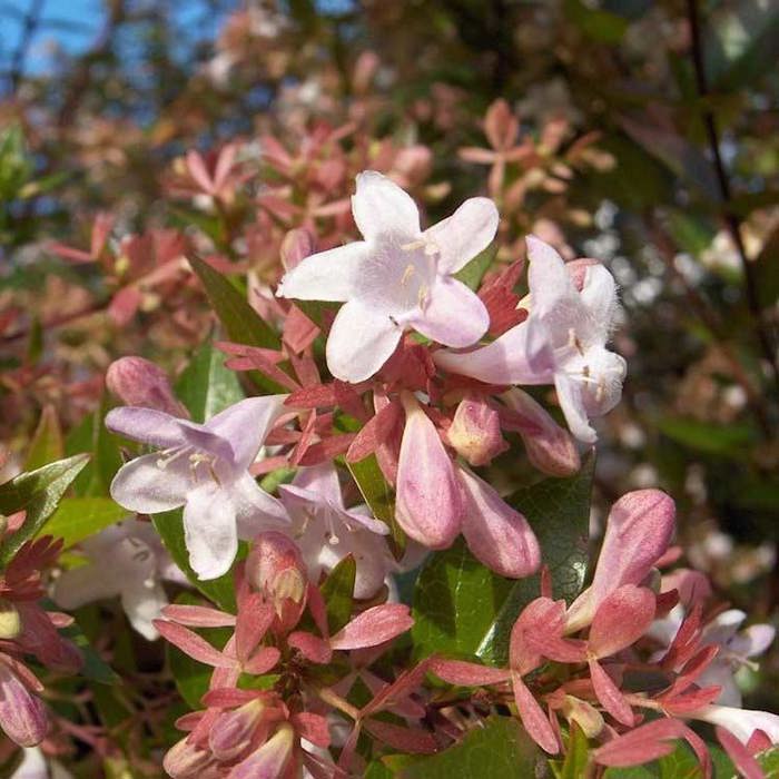 Abelia chinensis