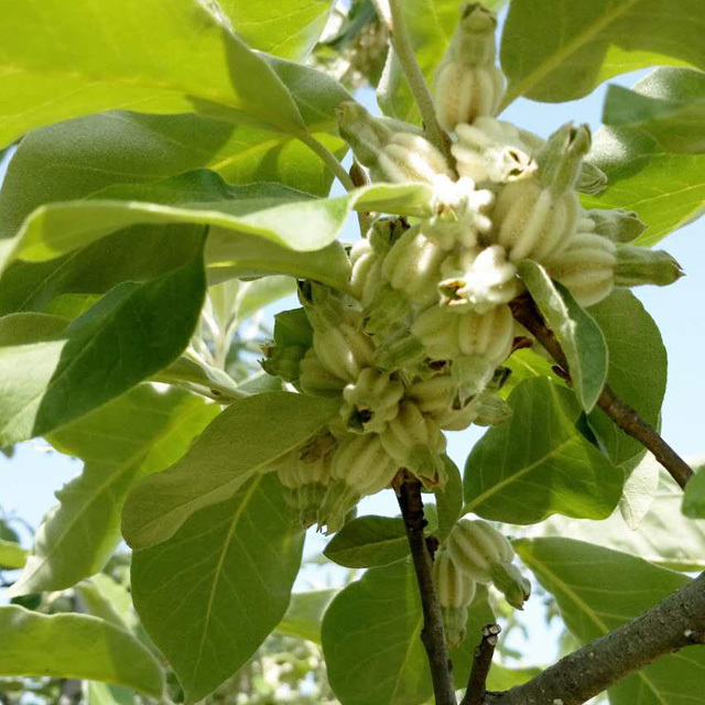 Elaeagnus mollis