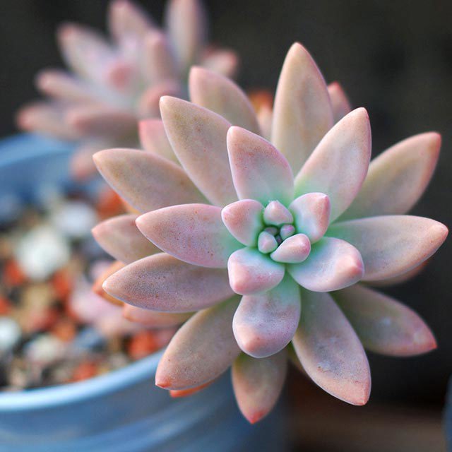 Graptosedum Francesco Baldi Leggy Stems