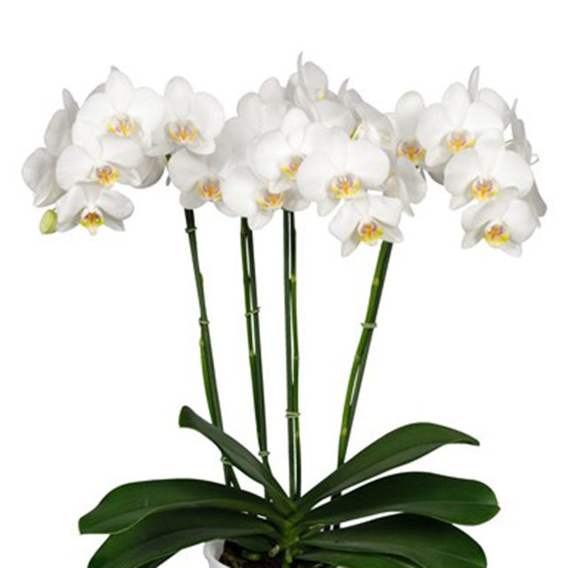 Phalaenopsis Dover